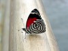 files_news_39622butterflies-wallpaper-hd-butterfly-wallpaper-2-540x405[4d3e7ebe1721a0794994bf1722d067c7].jpg